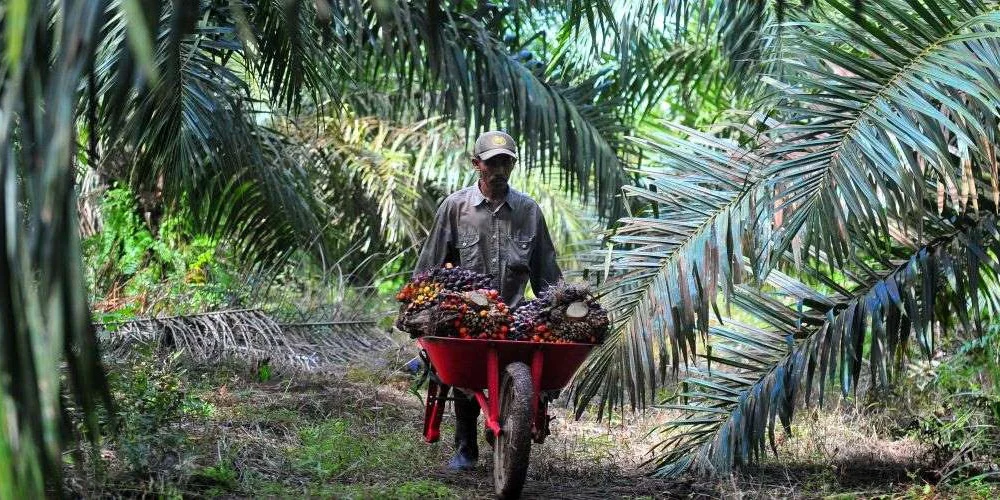 PALM Terbitkan Obligasi Rp500 Miliar, Langkah Strategis untuk Mengurangi Utang dan Memperkuat Keuangan